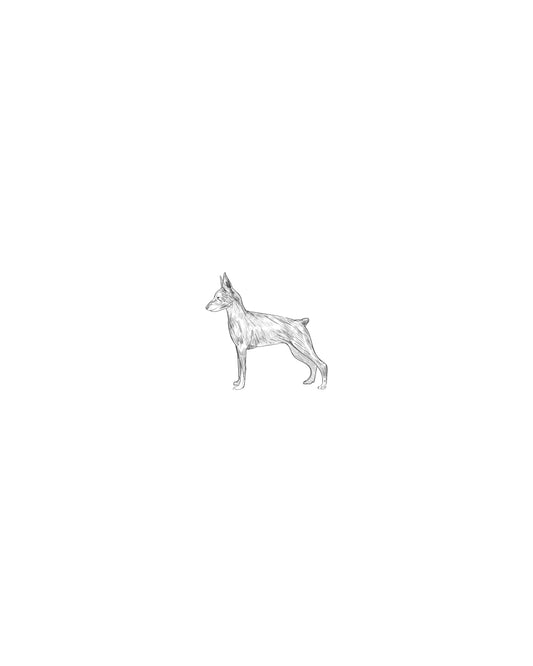 Digital Drawing: Pinscher