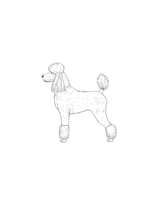 Digital Drawing: Poodle