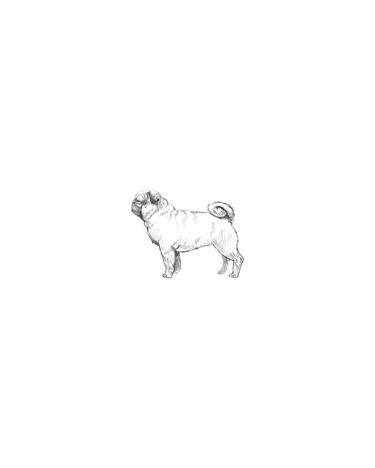 Digital Drawing: Pug