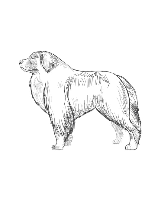 Digital Drawing: Pyrenean Mountain Dog