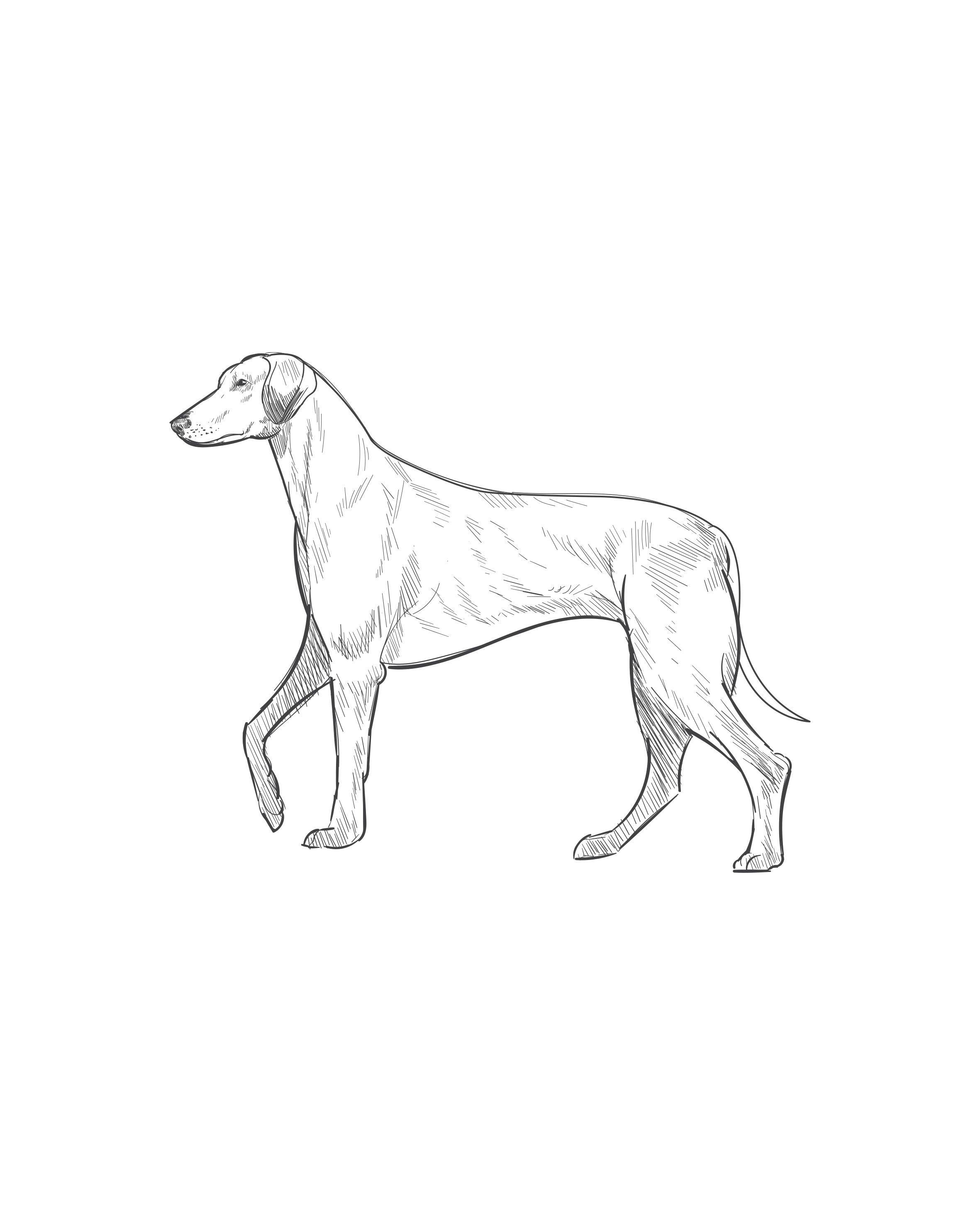 Digital Drawing: Rhodesian Ridgeback – Ultimate Pet Care Retail