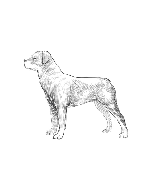 Digital Drawing: Rottweiler