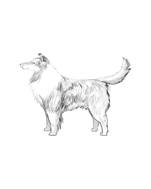 Digital Drawing: Rough Collie