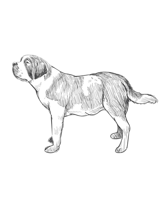 Digital Drawing: Saint Bernard