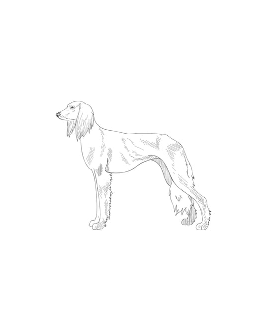 Digital Drawing: Saluki