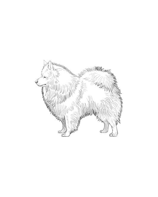 Digital Drawing: Samoyed