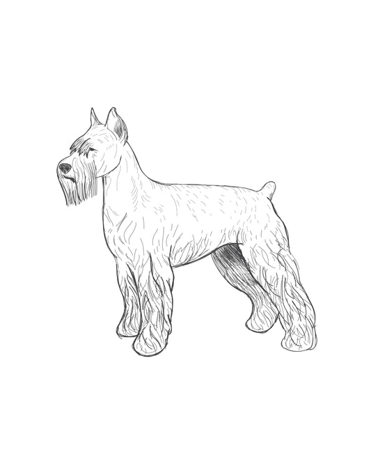 Digital Drawing: Giant Schnauzer