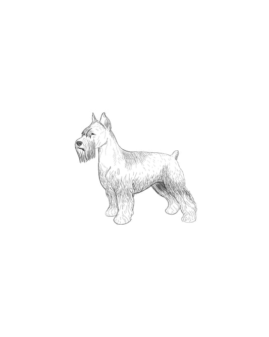 Digital Drawing: Mini Schnauzer