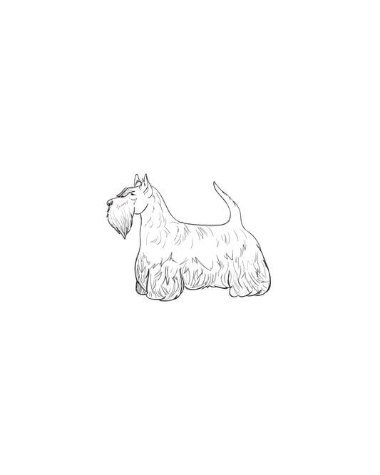 Digital Drawing: Scottish Terrier