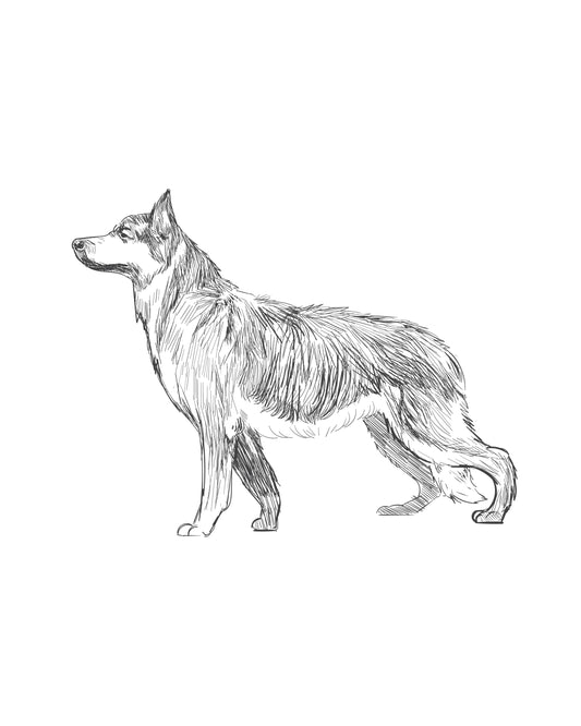 Digital Drawing: White Shepherd